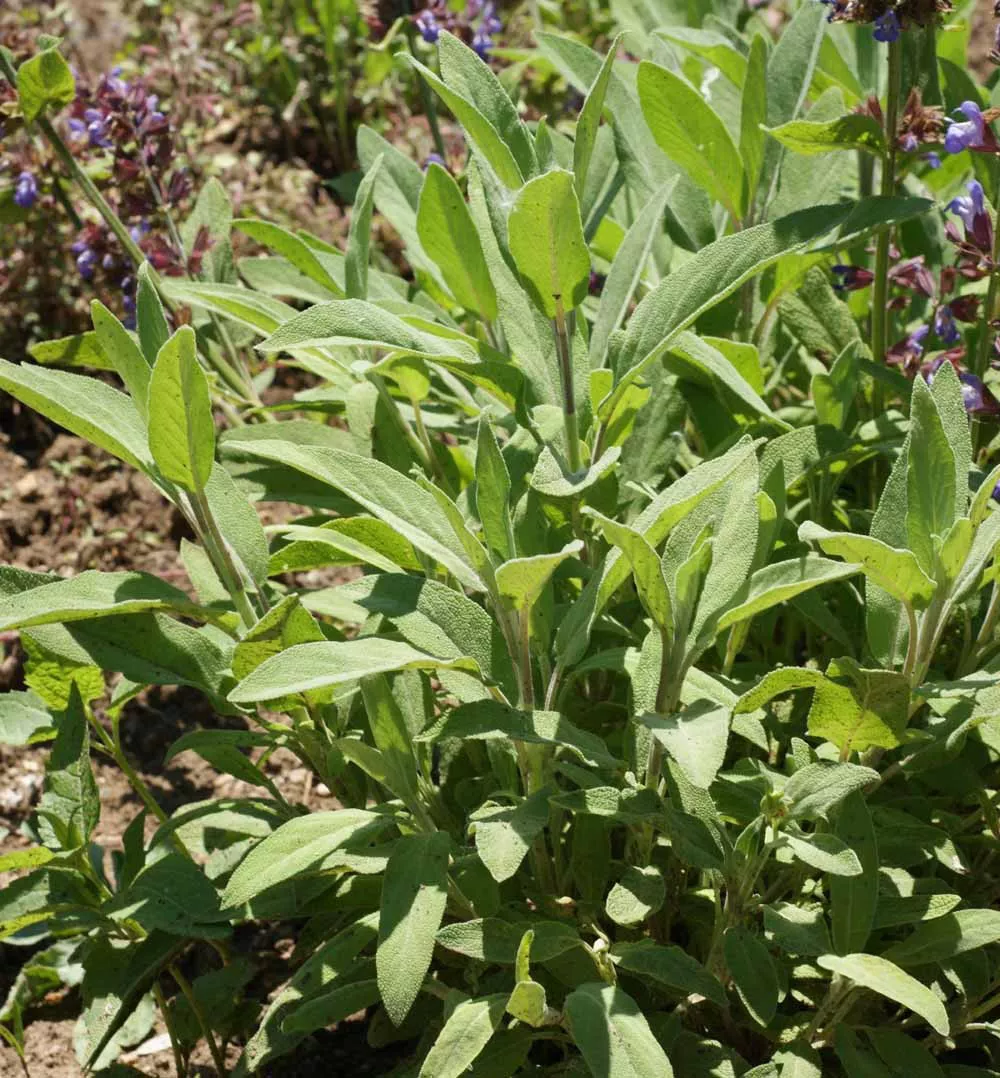 Sage (aka Common or Garden Sage)