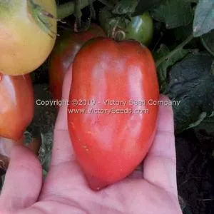 Dwarf Almandine Tomato