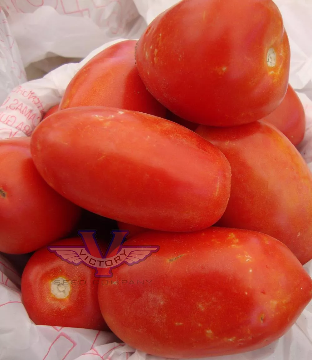 Roma VF Tomato