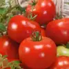 Russian Red Tomato