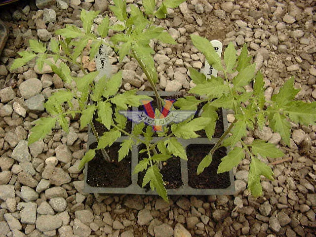 Black Cherry Tomato