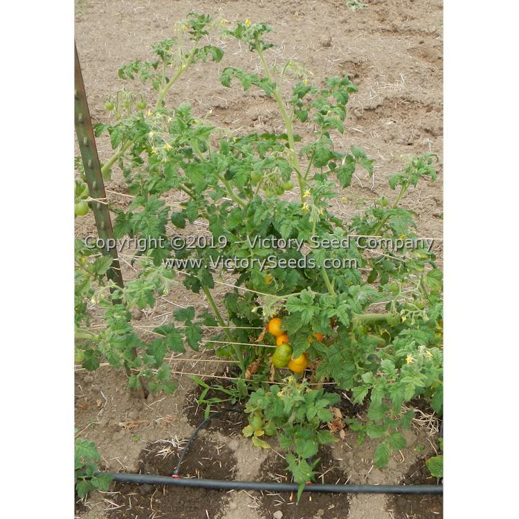 Dwarf Moby's Cherry Tomato