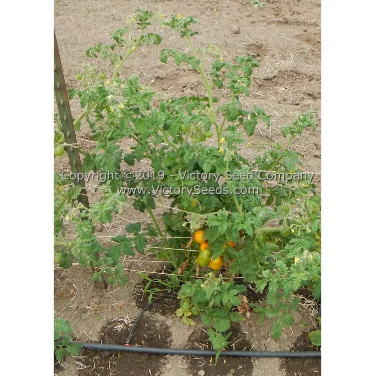 Dwarf Moby's Cherry Tomato