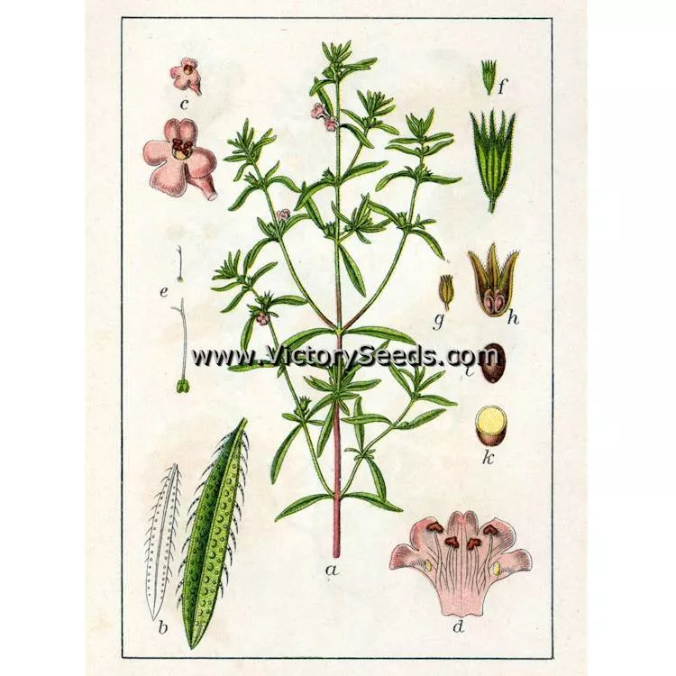 Summer Savory