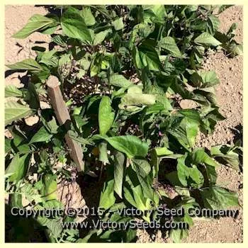 Royalty Purple Pod Garden Bean
