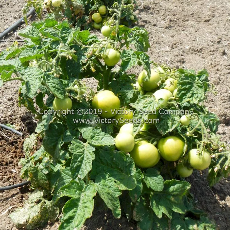 Puck Tomato