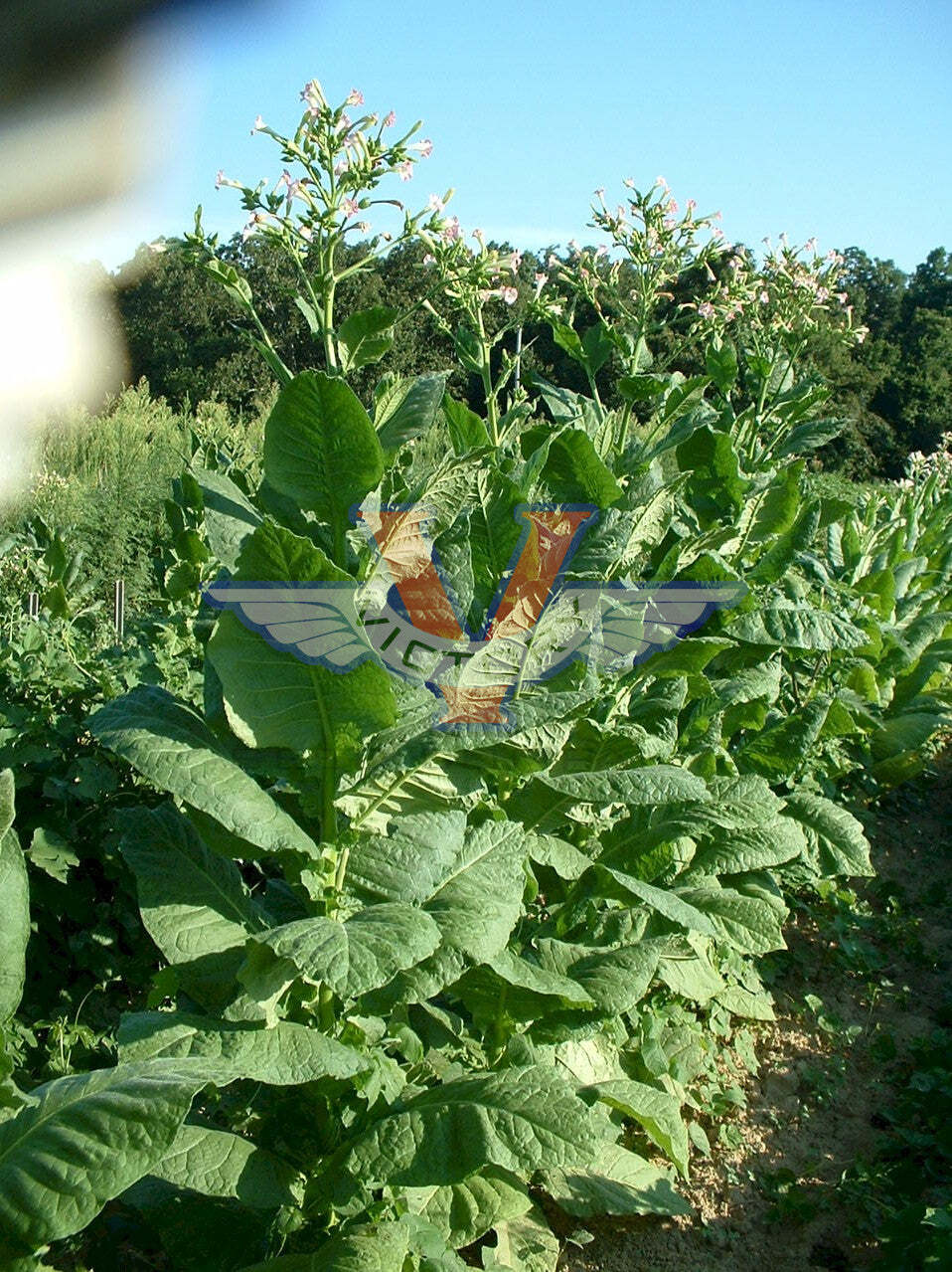 Lancaster Seed Leaf Tobacco