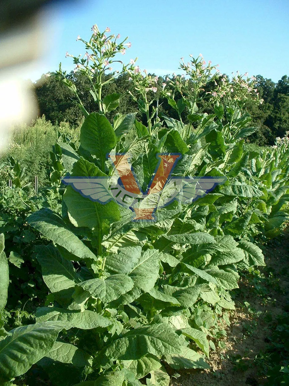 Lancaster Seed Leaf Tobacco