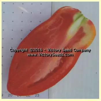Opalka Tomato