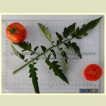 Red Zebra Tomato