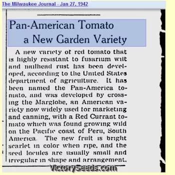 Pan America Tomato