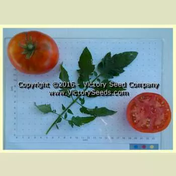 Oregon Centennial Tomato