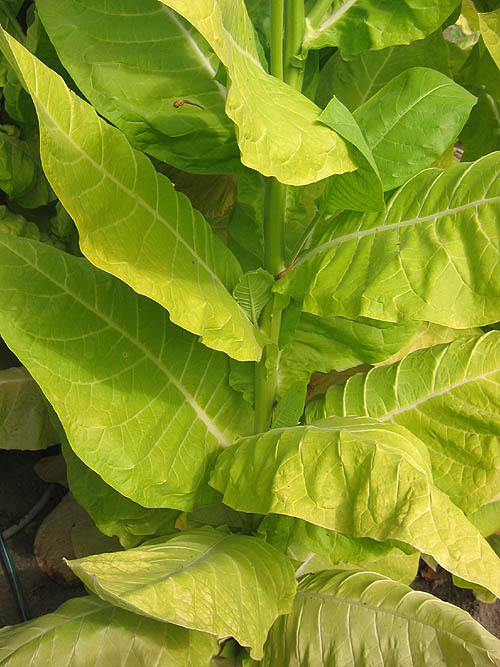 Shargo Tobacco