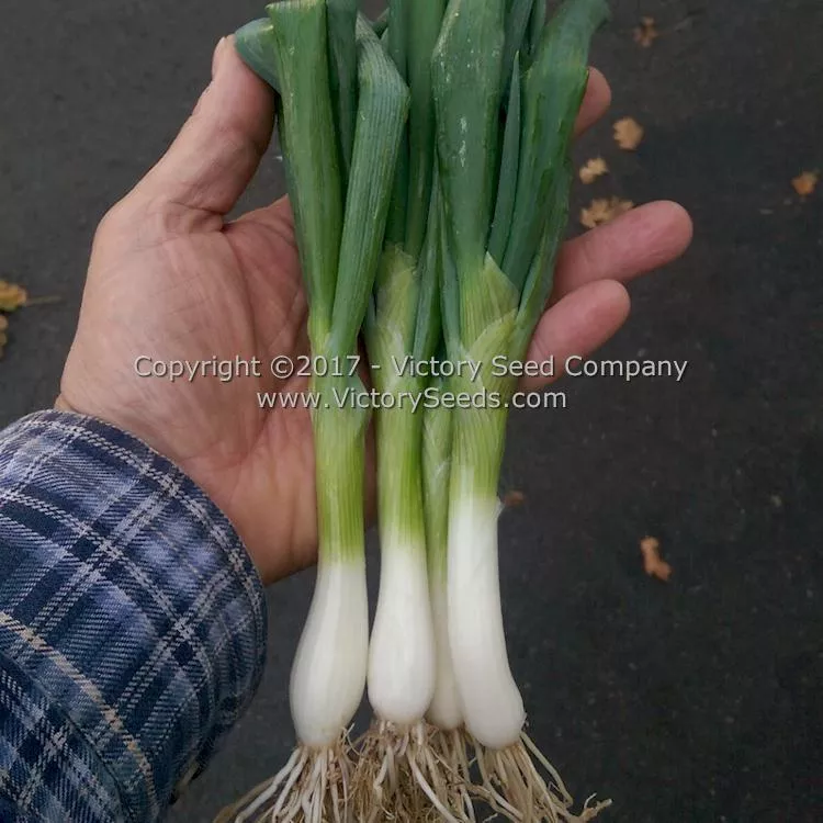 Heshiko Japanese Bunching Onion