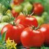 Stupice Tomato