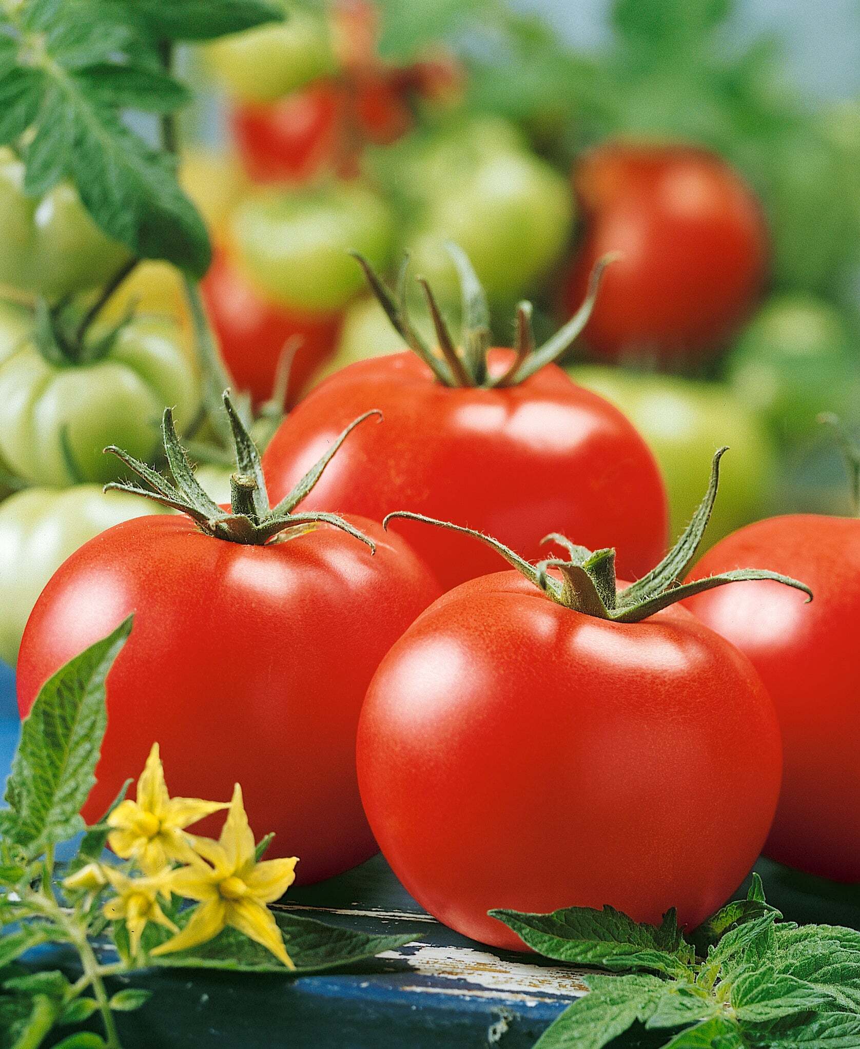 Stupice Tomato