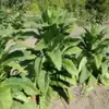 Maryland Mammoth Tobacco