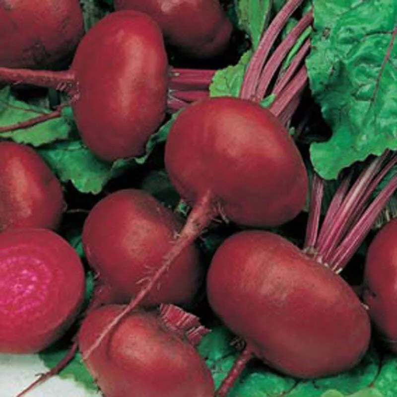 Crosby Egyptian Beet