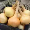 Walla Walla Onion