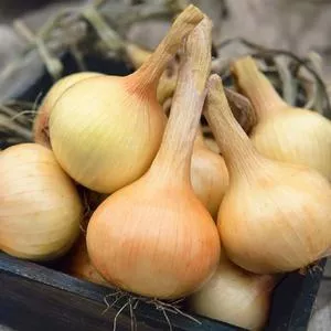 Walla Walla Onion