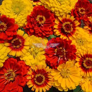 Zinnia, South of the Border Mix