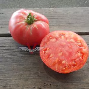 Aunt Gladys Tomato