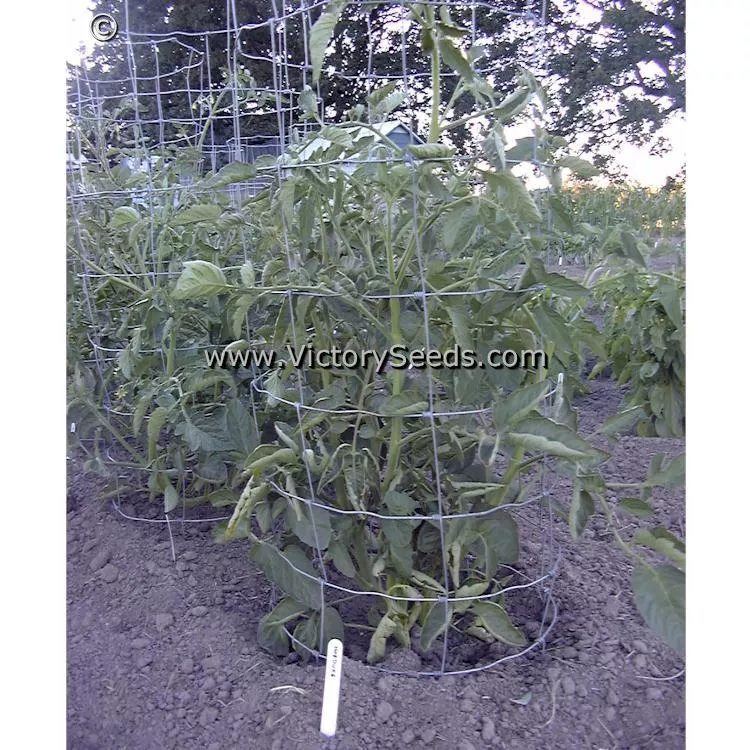 Norduke Tomato