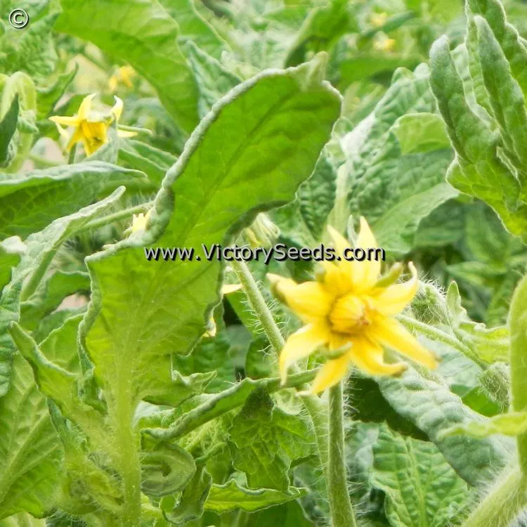 Dwarf Stony Brook Heart Tomato