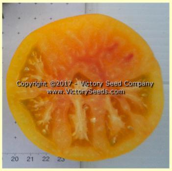 Dwarf Caitydid Tomato