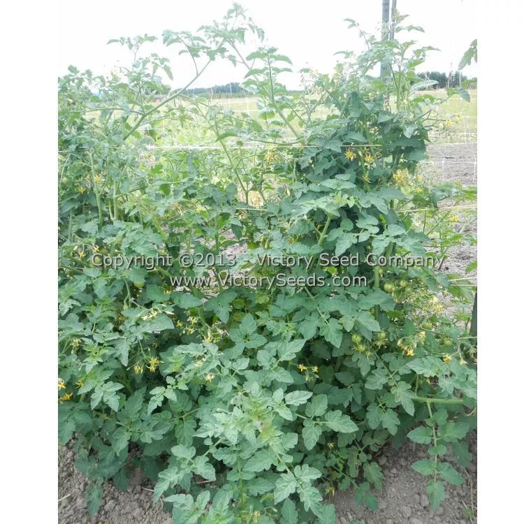 Katinka Cherry Tomato