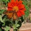 Mexican Sunflower