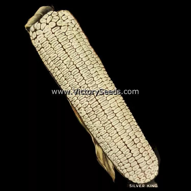 Silver King White Dent Corn