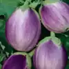 Rosa Bianca Eggplant