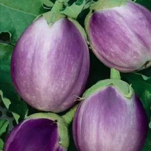 Rosa Bianca Eggplant