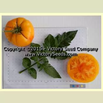 Dwarf Russian Swirl Tomato