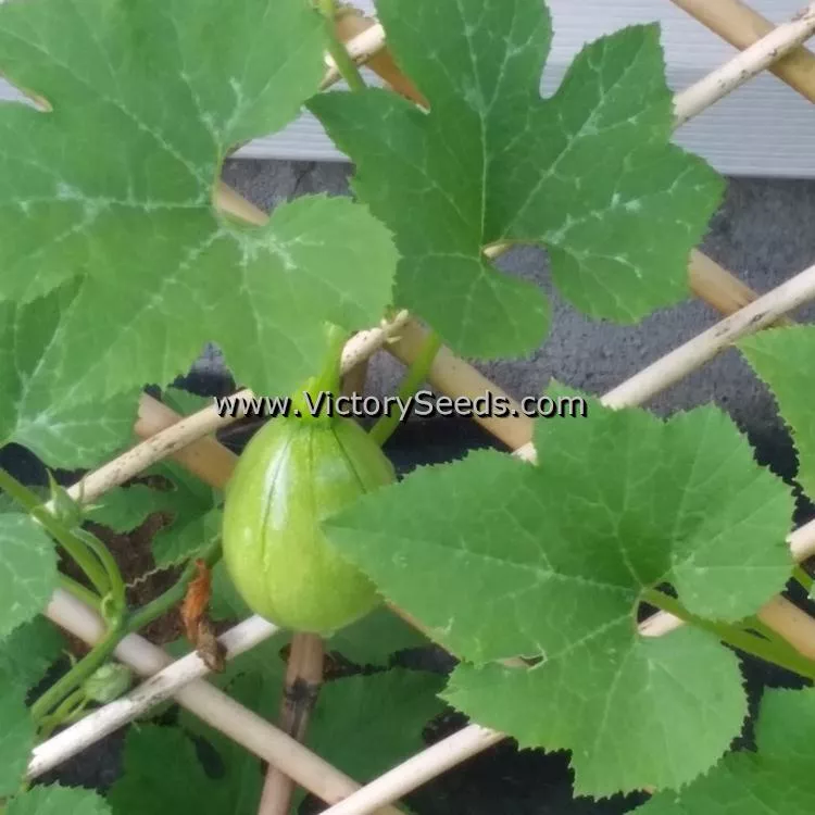Tatume Summer Squash