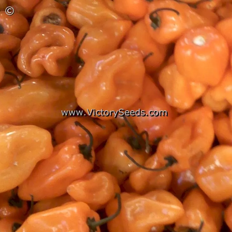 Habanero Hot Pepper