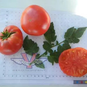 Dwarf Betty's Smile Tomato