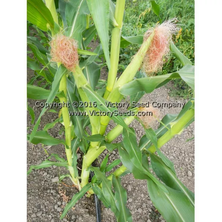 Midnight Snack Sweet Corn