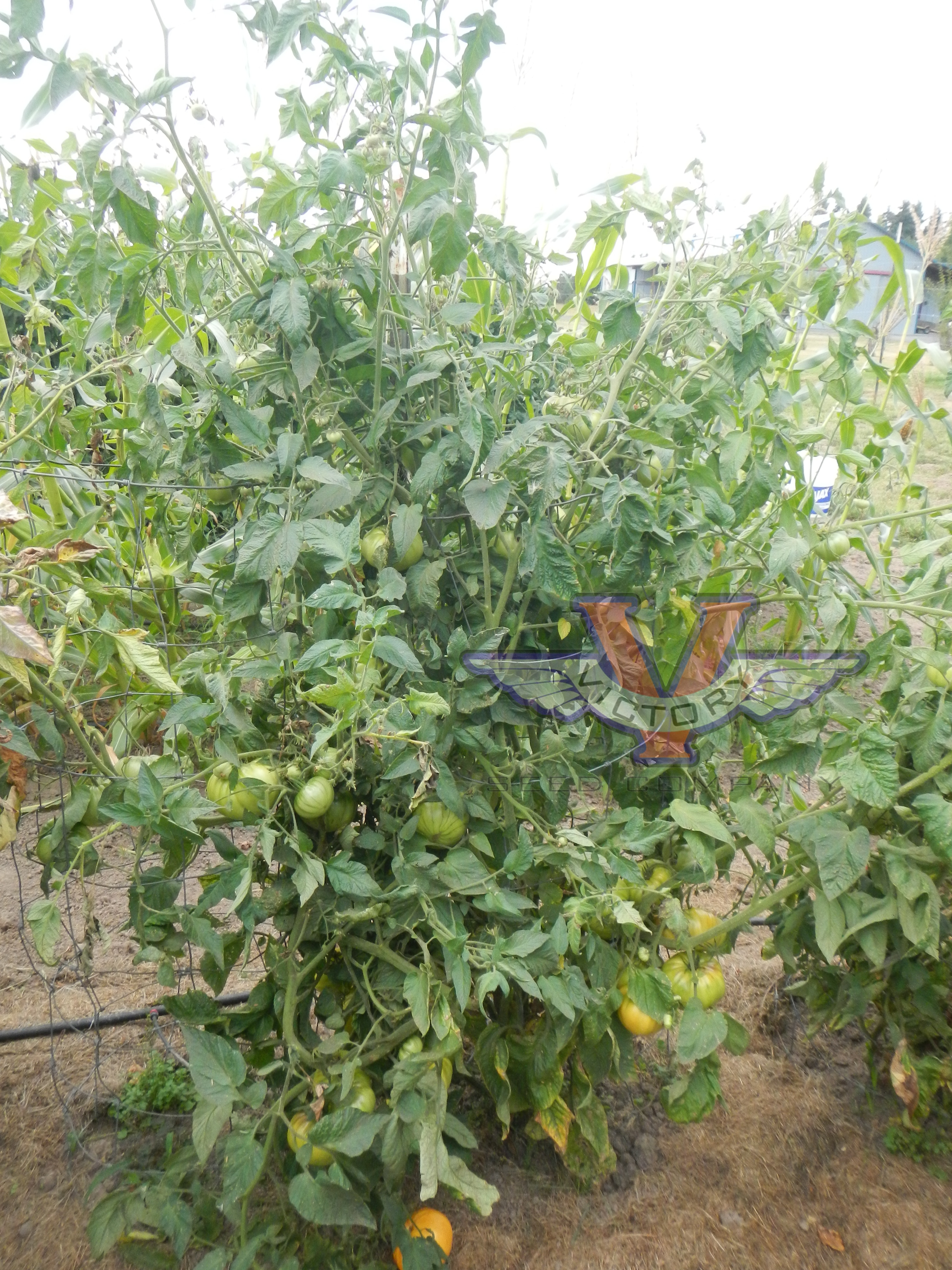 Potato Leaf Yellow Tomato