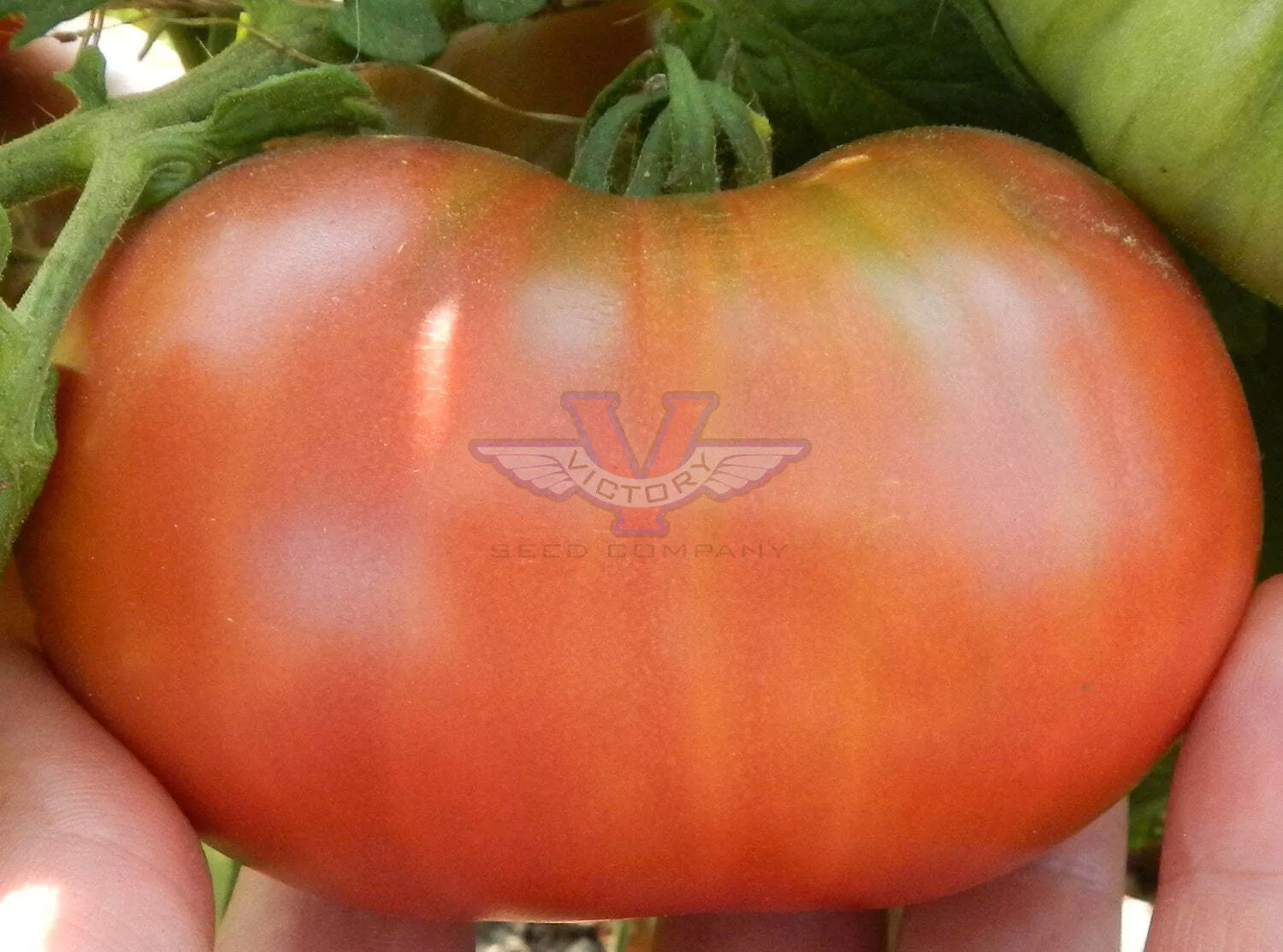 Rosella Purple Tomato