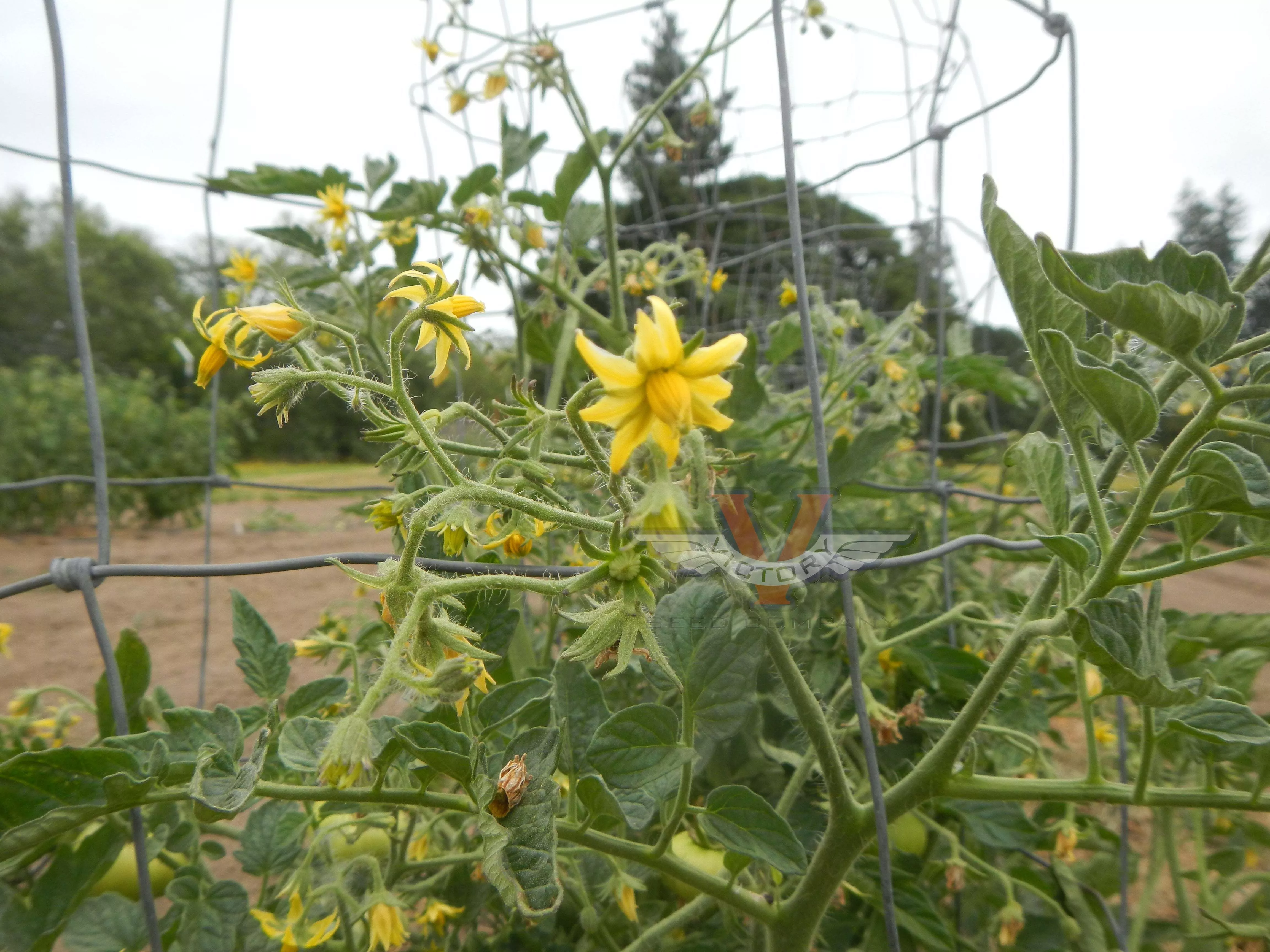 Allred Tomato