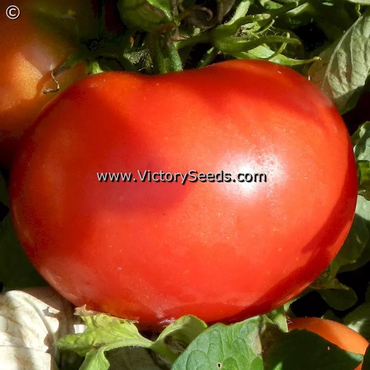 Marglobe Tomato