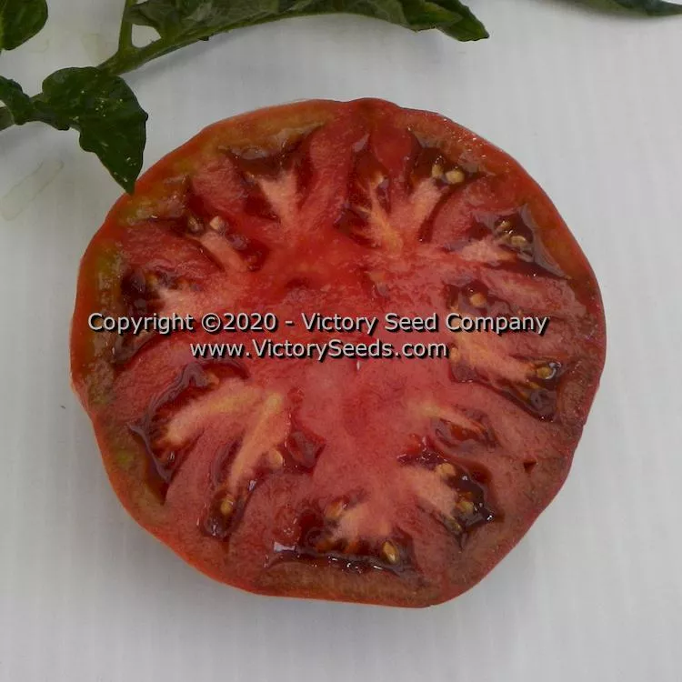 Boronia Tomato