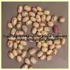 Petaluma Gold Rush Garden Bean