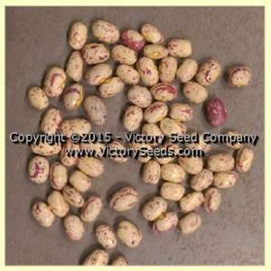 Petaluma Gold Rush Garden Bean