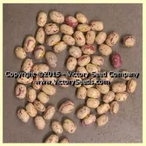 Petaluma Gold Rush Garden Bean