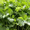 Coriander (Cilantro) - Leisure
