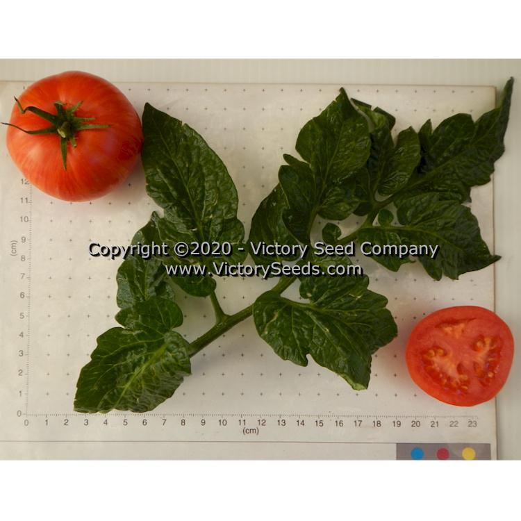 Dwarf Edith Stone Tomato
