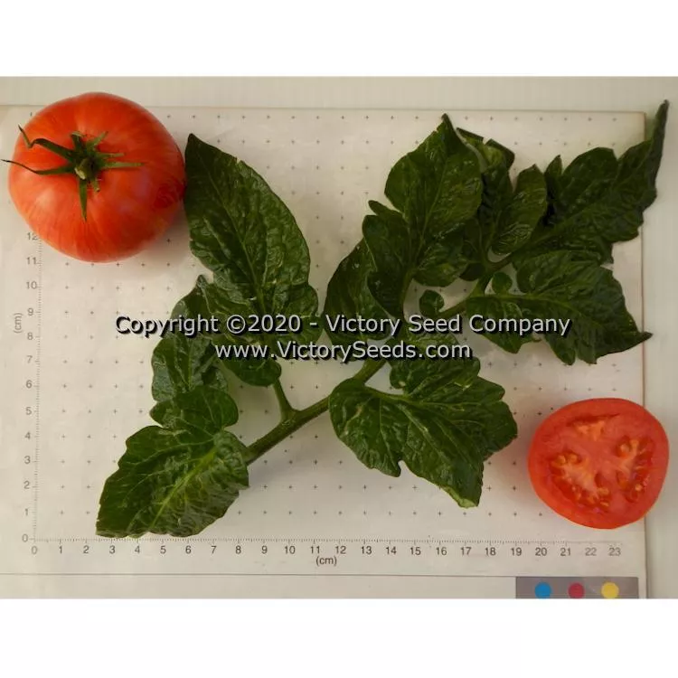 Dwarf Edith Stone Tomato